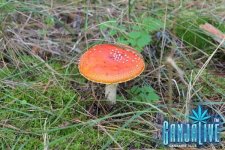 IMG_2822.JPG