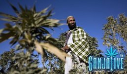04cannabis550_afghan.jpg
