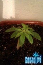 IMAG0116.jpg