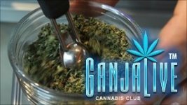 License cannabis sales, expert says.jpg