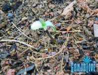 DSCN5059.jpg