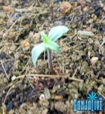 DSCN5060.jpg