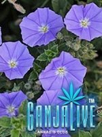 ld_convolvulus_1.jpg ld_convolvulus_1.jpg