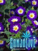 ld_convolvulus_2.jpg ld_convolvulus_2.jpg