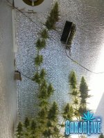 CAM00539.jpg