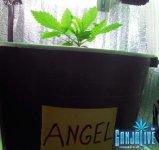 DSCN5336.jpg