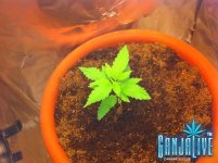 Барыжка (4 недели).JPG