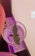 Microsoft Office Picture Manage2r.jpg