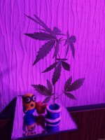 2021-08-12 21-34-54.JPG