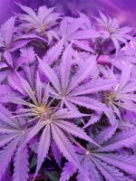 2021-12-18 21-08-32.JPG