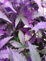 2021-12-19 22-20-56.JPG