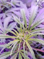 2021-12-22 18-29-55.JPG