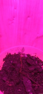 IMG_20211223_005654.jpg