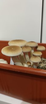 IMG_20211207_201309.jpg