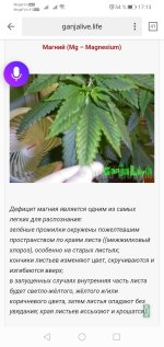 Screenshot_20211227_171319_ru.yandex.searchplugin.jpg