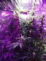 2022-01-17 17-39-56.JPG