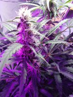 2022-01-15 13-07-39.JPG