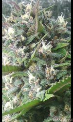 2022-1-20 17-41-1.jpg