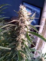 2022-01-25 10-06-23.JPG