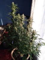 2022-01-25 13-33-21.JPG