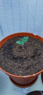 помидорчик - 23.jpg