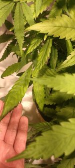 IMG_20220129_181417.jpg