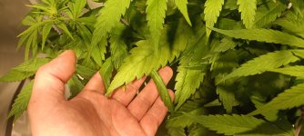 IMG_20220129_181941.jpg