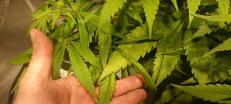 IMG_20220129_182006.jpg