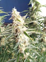 2022-01-31 11-49-26.JPG