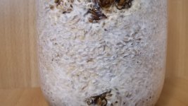 IMG_20220131_165020 — копия.jpg