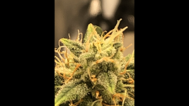 Снимок экрана 2022-02-03 в 16.35.02.png