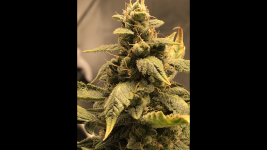 Снимок экрана 2022-02-03 в 16.35.19.png