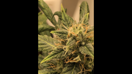 Снимок экрана 2022-02-03 в 16.35.36.png