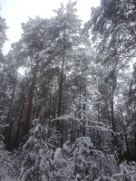 IMG_20201122_120951.jpg