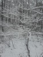 IMG_20201122_120832.jpg