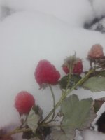 IMG_20201122_074514.jpg
