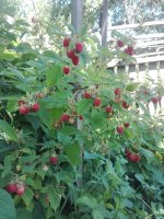 IMG_20210707_115545.jpg