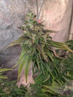 45451212122 (13).jpg