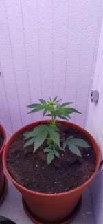 пересадка 1.jpg