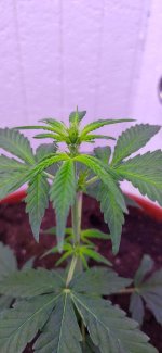 фото трихом.jpg