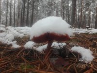 IMG_20201122_121044.thumb.jpg.c8fb771fe24a31f59ea84a8079e8c0b4.jpg