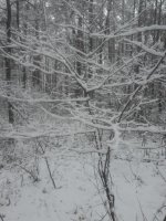 IMG_20201122_120832.thumb.jpg.e5538d94866328fa8ceec992b10a2e21.jpg