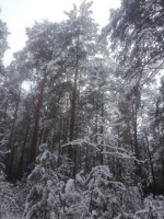 IMG_20201122_120951.thumb.jpg.f3cc8ef0ecad863669ba2cc326a62cf4.jpg