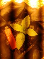 IMG_20220326_173747.jpg