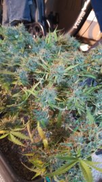 IMG-20220329-WA0013 - Copy.jpg