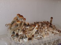 9272.jpg