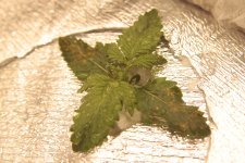 _MG_2843.JPG
