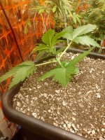 IMG_20220203_135138_HDR - Copy.jpg