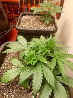 IMG_20220205_185948_HDR - Copy.jpg