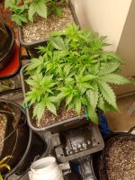 IMG_20220210_194334_MP - Copy.jpg